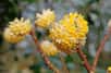 Grappes de fleurs de l'Edgeworthia. ©Alexandra, Adobe Stock